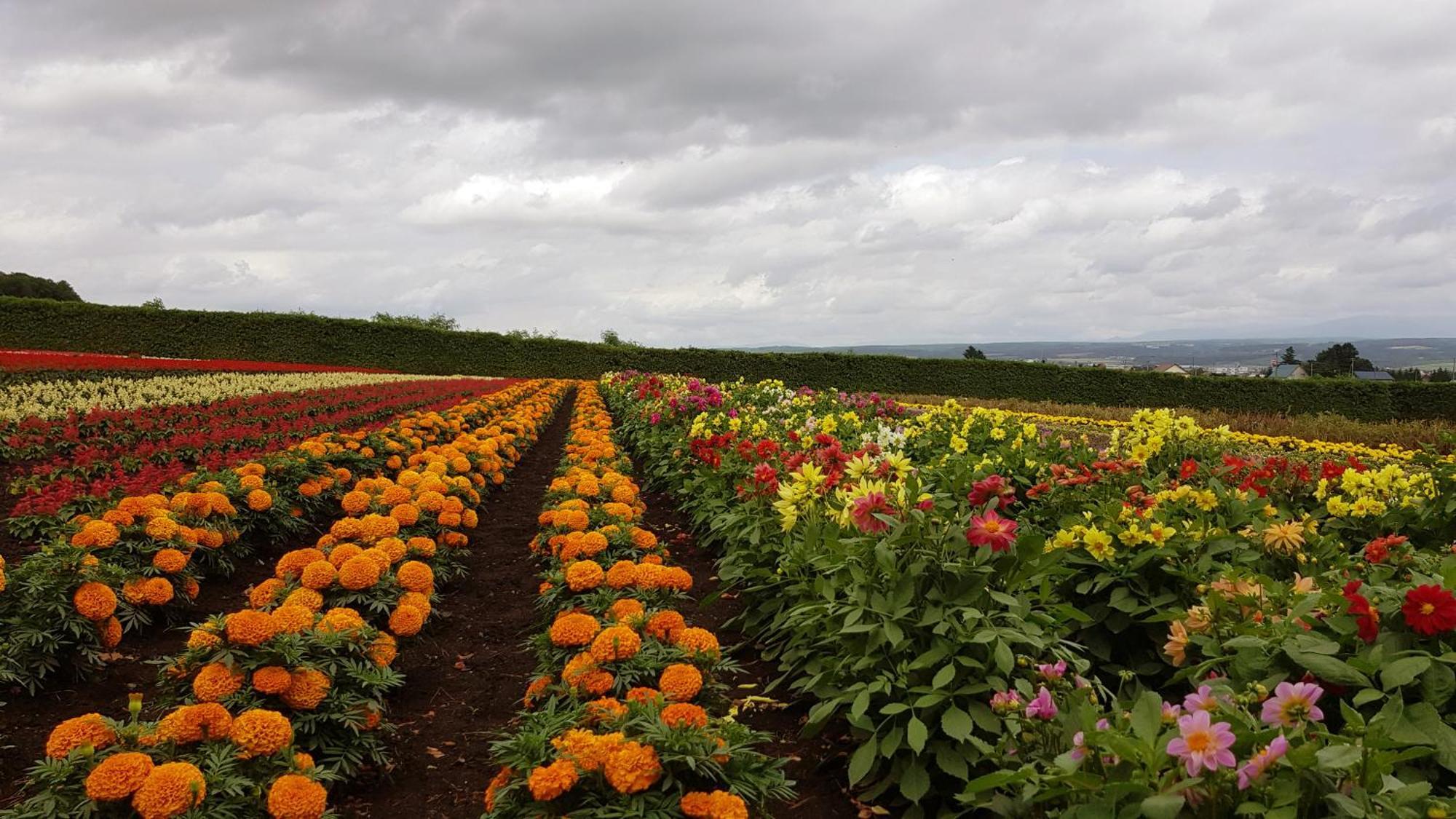 Furano B&B ภายนอก รูปภาพ