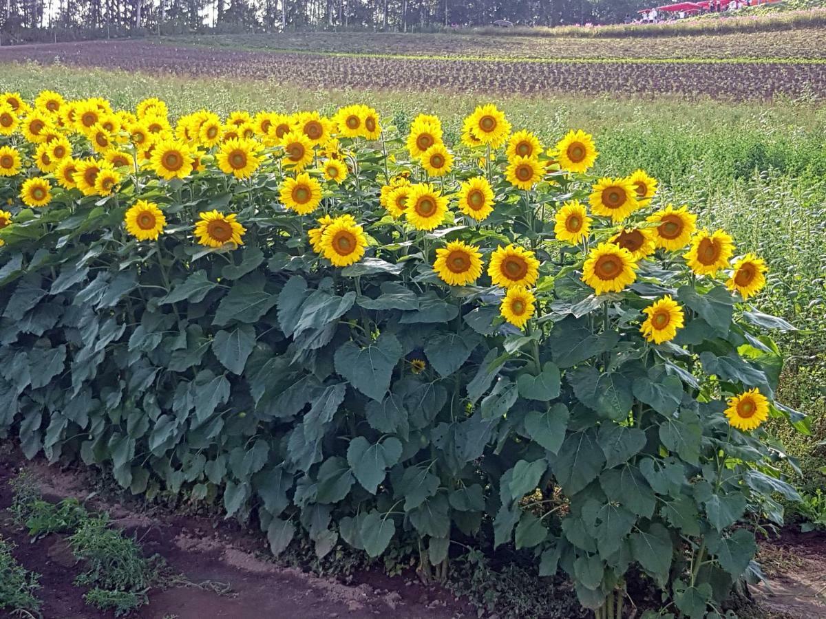 Furano B&B ภายนอก รูปภาพ